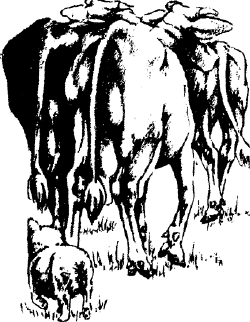 Фермерская собака такого типа может гонять стада коров, поскольку ее крепкая приземистая форма позволяет ей легко увертываться от брыкающихся копыт.