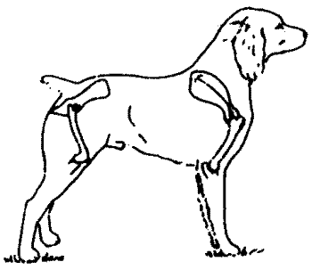 Хорошее телосложение подразумевает общую пропорциональность строения собаки, обеспечмваищую, плавный свободный аллюр при гармоничном ритме движения всех ее статей.